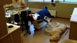 perro-dentista