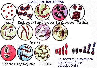 Matemático sal Calígrafo Bacterias que habitan en los cepillos de dientes | webdental.cl | Noticias  de Odontologia