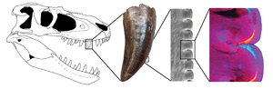 Fig.-3-Theropod-tooth-diagram-300px