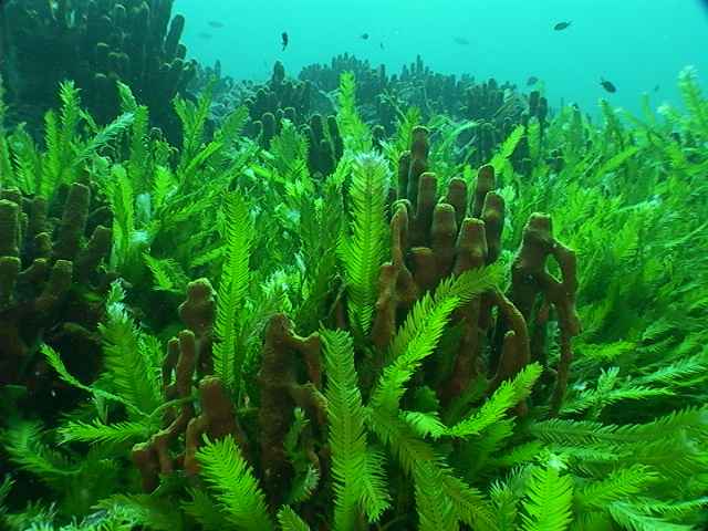 alga marina - pasta de dientes