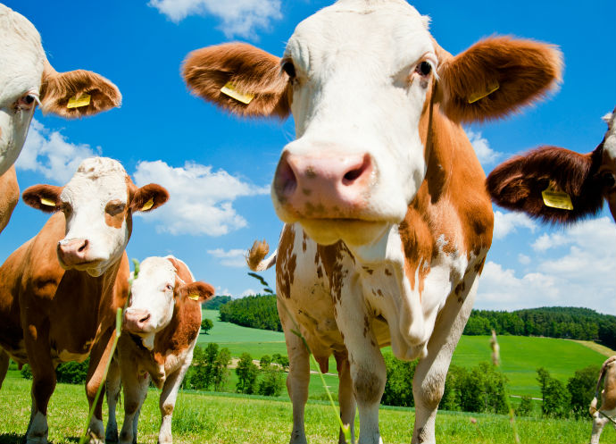 biodesechos bovinos 2