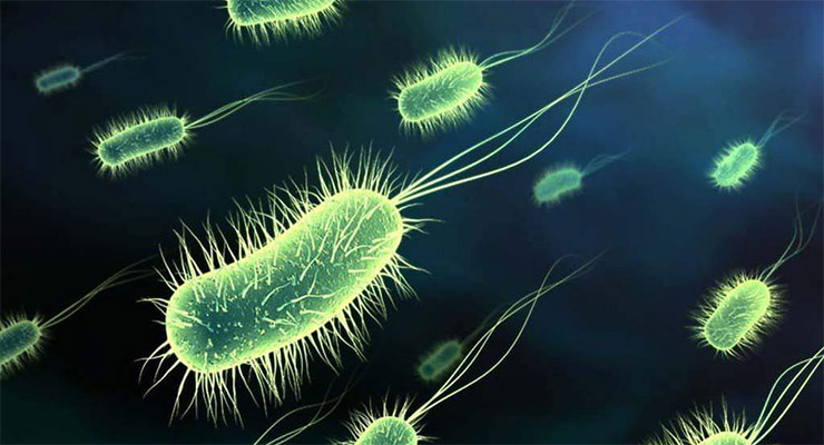 superbacteria